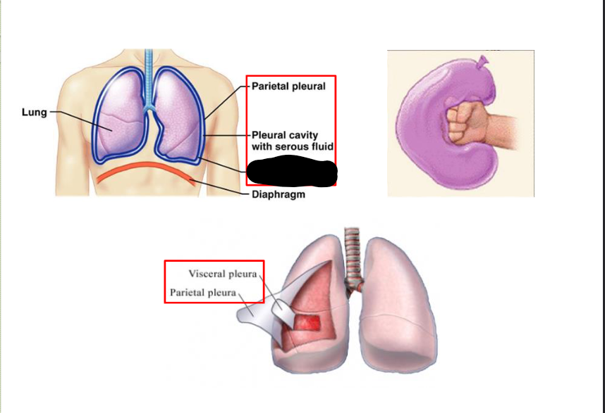 <p>What structure is this within the Pleural Cavity?</p>