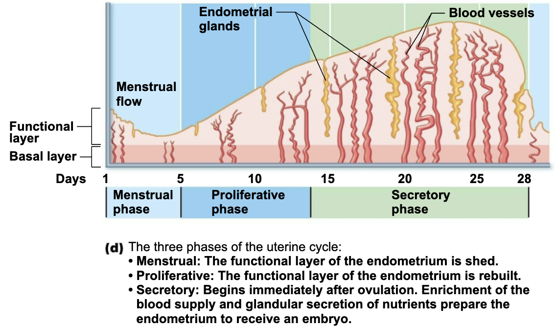 <p><strong><em>Menstrual Cycle </em></strong></p><p>Cyclic series of changes in endometrium that occur in response to fluctuating ovarian hormone levels</p>