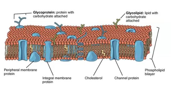 <p>cell membrane </p>