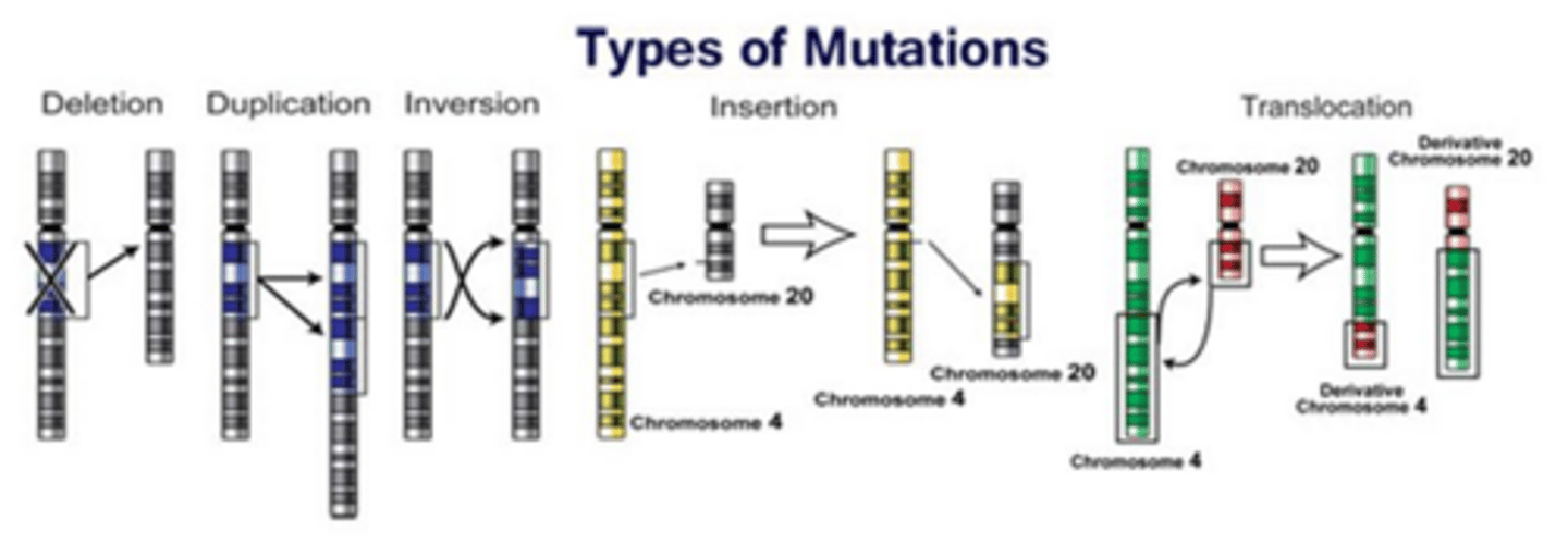 <p>A spontaneous and heritable change in DNA.</p>