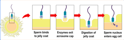 <p><span>When the sperm reaches an egg, the acrosome reaction allows the sperm to break through the surrounding jelly coat.</span></p>