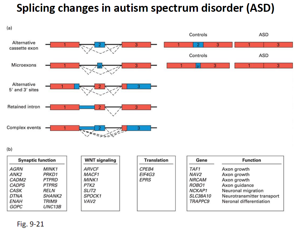 <p><strong>Types of Splicing Changes</strong><br> Alternative cassette exons<br> Microexons<br> Alternative 5′ and 3′ splice sites<br> Retained introns<br> Complex splicing events</p><p><strong>Observation</strong><br> These splicing changes differ between ASD patients and controls</p>