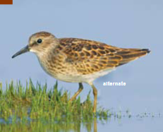 <p><span><span>Calidris minutilla </span></span></p>