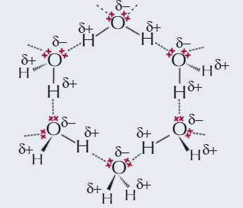 <p><strong>SIMPLE MOLECULAR</strong></p><p>As liquid water cools to form <strong>ice</strong>, molecules make <strong>more H bonds</strong> and arrange themselves into regular <strong>lattice </strong>structure</p><p>In regular structure, H₂O molecules are <strong>further apart</strong> than molecules in liquid water</p><p>→ ice <strong>less dense</strong> than water</p>