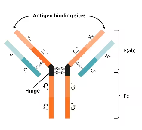 <p>Y-shaped proteins with binding sites at the end of branches which attach to antigens (on pathogens). </p>