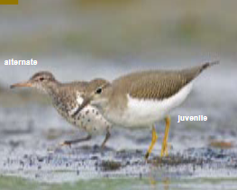 <p><span><span>Actitis macularia </span></span></p>