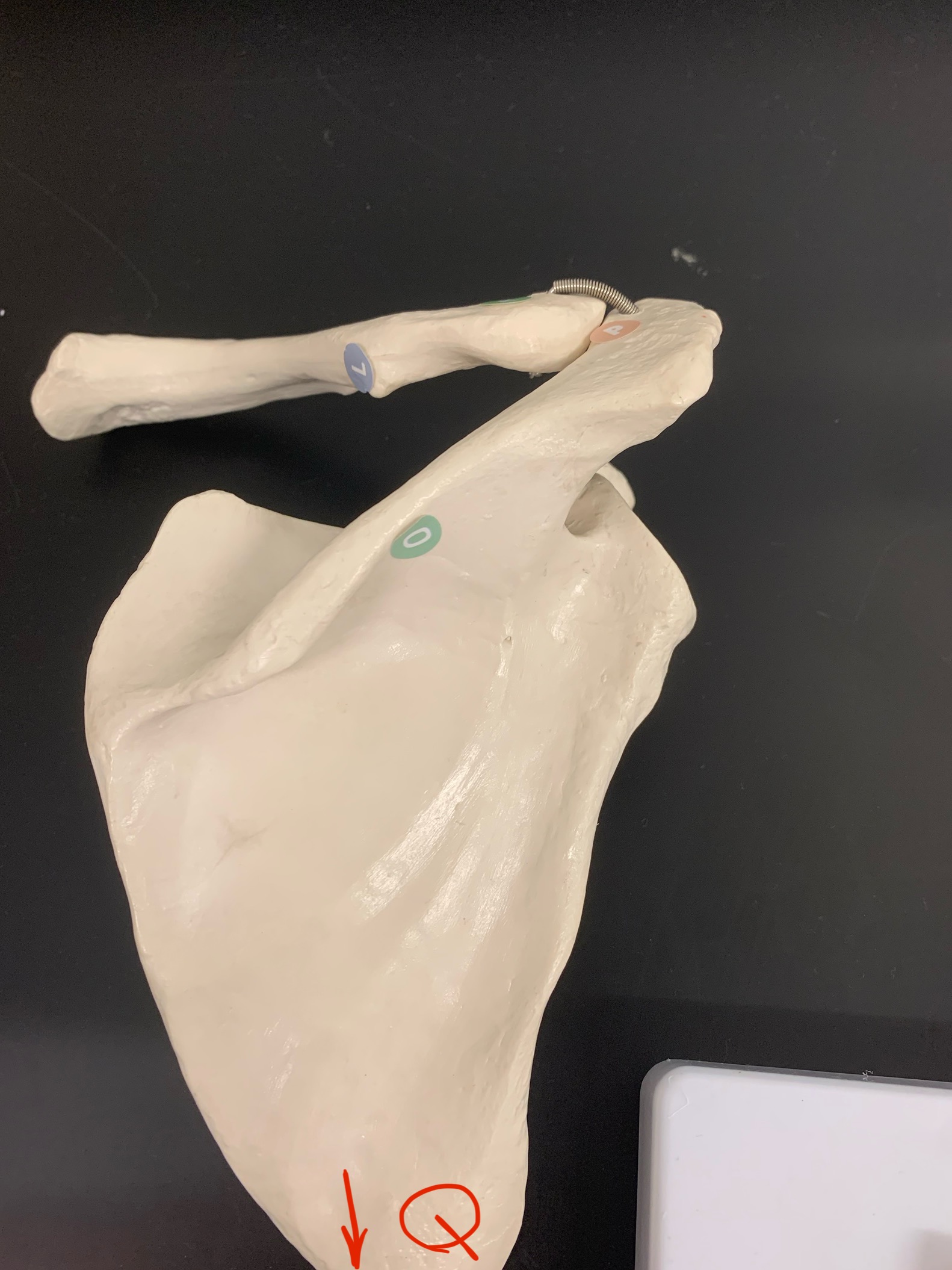 <p>Scapular Spine</p>
