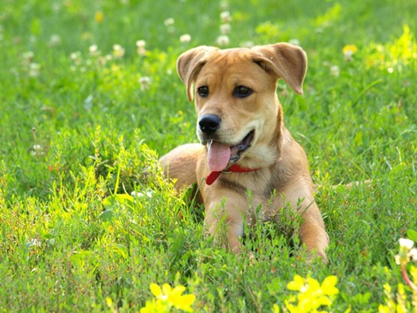 <p>Is he going to be a tired dog?</p>
