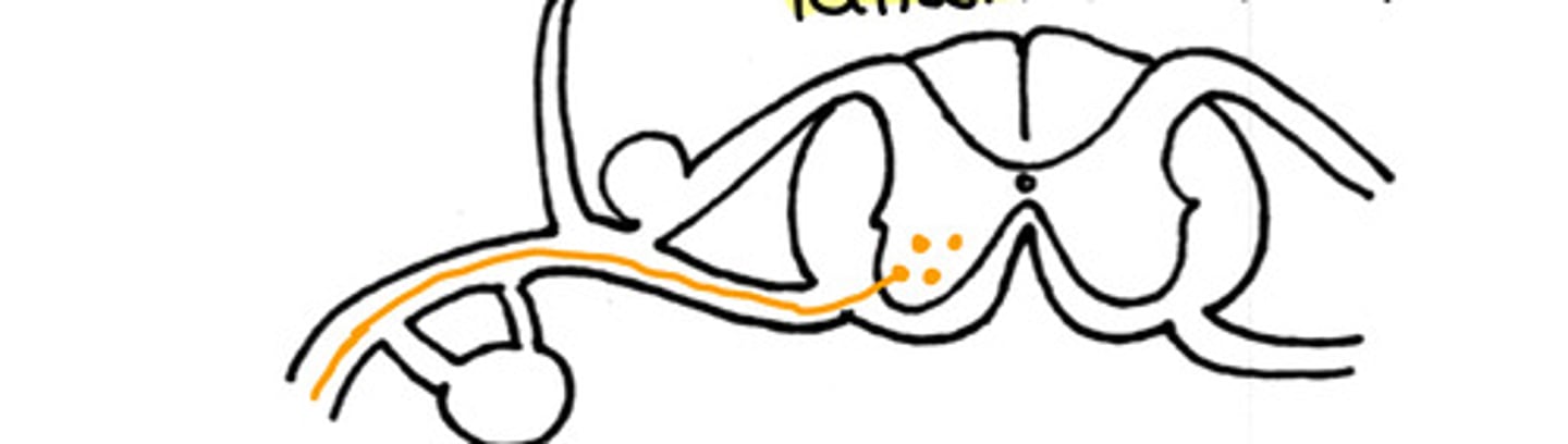 <p>T/F - this could be a nerve pathway of a motor neuron to the intrinsic back muscles</p>