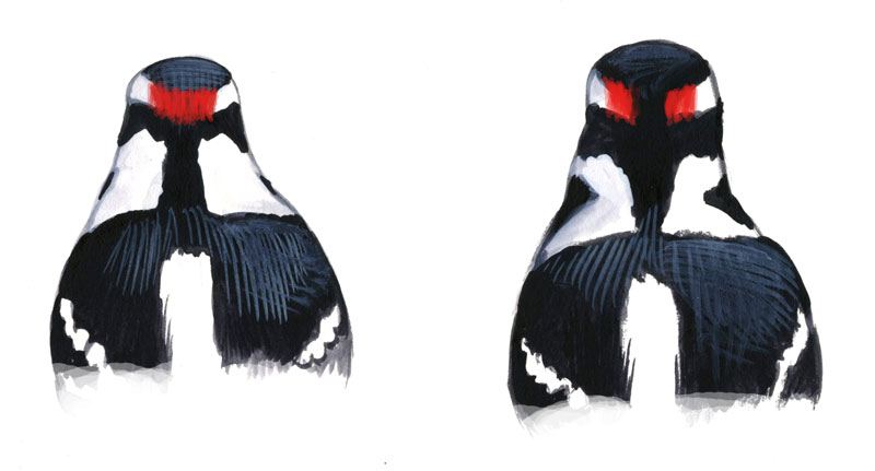 <p>Identify the two birds</p>