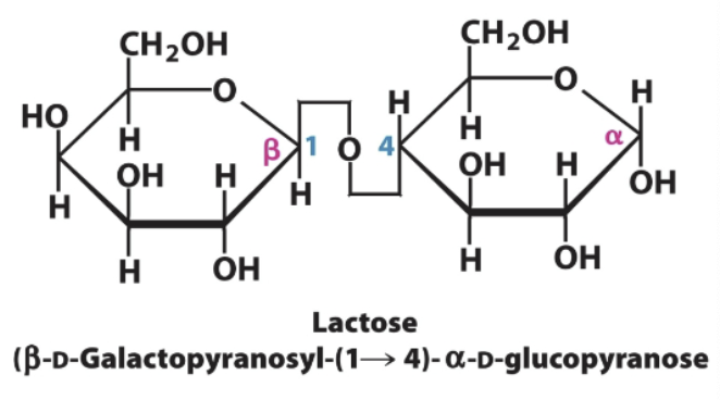 <p>Galactose→Glucose</p><p>B-1,4-glycosidic bond</p><p>Galactose in beta, glucose in alpha</p>