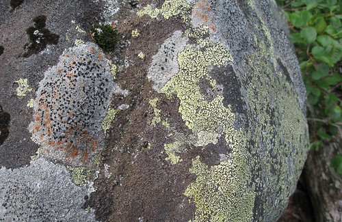 crust-like thallus