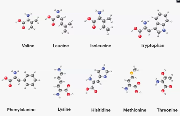 <p>valine, leucine, isoleucine, tryptophan, phenylalanine, lysine, histidine, methionine, threonine</p><p>***MILK TV FHW</p>