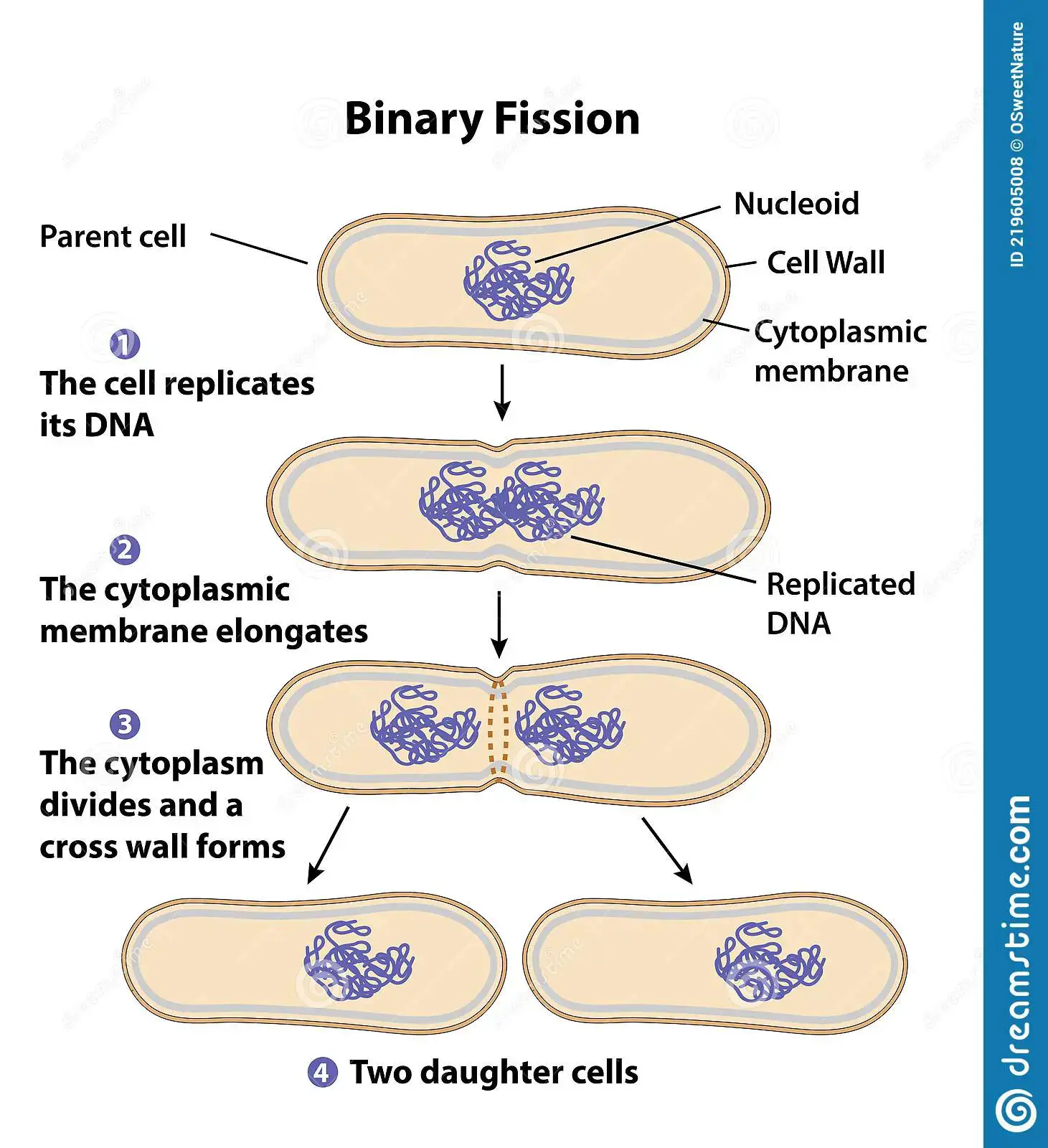 <p>Binary fission is the asexual reproduction of prokaryotes.</p><ol><li><p><mark data-color="green">Just prior to the process, DNA replication occurs, resulting in two identical DNA double helices in circular loops. </mark><br><em>The DNA is in the form of a single, circular double helix, so it has to be cut and untwisted to allow enzymes to get to the twin strands. Enzymes (helicase, gyrase, swivelase, topoisomerase) facilitate this replication. After the strands of the double helix have separated, both of the newly formed single-strands then act as templates for the new strand to form. The result is two DNA double helices (two chromosomes) in circular loops.</em></p></li><li><p><mark data-color="green">Condensation of the cell’s DNA occurs to form two identical circular chromosomes.</mark><br></p></li><li><p><mark data-color="green">Both chromosomes attach to the inside of the cell membrane.</mark><br><em>The chromosomes are attached separately by proteins to the cell membrane near the middle of the cell.</em><br></p></li><li><p><mark data-color="green">The cell elongates; separating the two chromosomes.</mark><br></p></li><li><p><mark data-color="green">The separated chromosomes are moved to the opposites ends of the parent cell as the cell elongates. </mark><br><em>As the cell grows, the cell membrane between the attached chromosomes, expands, and moves the attached chromosomes in opposite directions.</em><br></p></li><li><p><mark data-color="green">A new cell wall and cell membrane form, and the cells divides into two daughter cells, each containing one circular chromosome. </mark><br><em>The circular chromosomes are well apart before the cell pinches across its equator to give new cells. The division into two daughter cells is completed by the synthesis of new wall material.</em></p></li></ol><p>There exists <mark data-color="green">no genetic variation</mark> in binary fission. The daughter cells are identical to its parent cell.<br><br>Binary fission can produce enormous numbers of prokaryotes in very little time. In optimal conditions, bacteria divide every 20 minutes, doubling their numbers each time. The rapid increase of cells (or organisms) is referred to as <strong>exponential growth</strong>.</p>