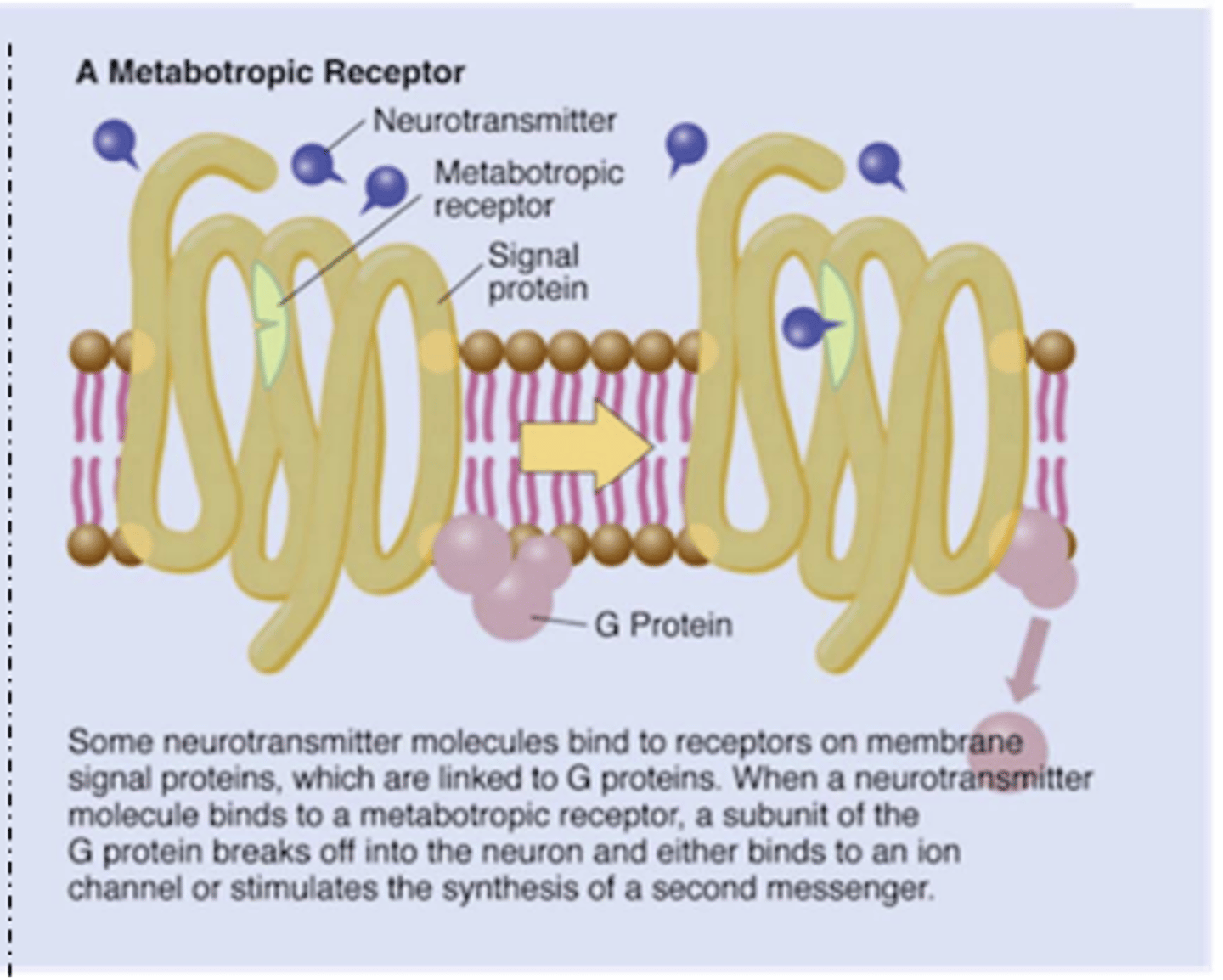<p>- G-protein-coupled receptor (most)</p><p>- affects ion channels &amp; 2nd messengers</p><p>- 2nd messenger can alter enzyme, effector proteins &amp; DNA expression (effects on cell functioning)</p><p>- slow/long acting </p>