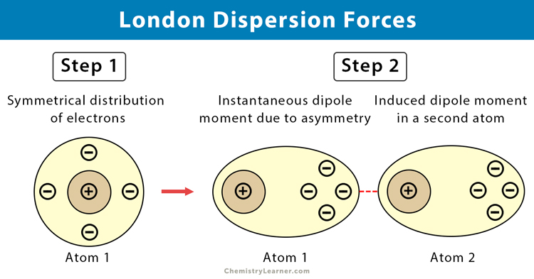 <ul><li><p>Attractive forces between all molecules, including nonpolar molecules</p></li><li><p>Result of temporary displacements of the electron cloud around atoms in a molecule (extremely short-lived dipoles)</p></li><li><p>thus weaker than dipole-dipole</p></li></ul><p></p>