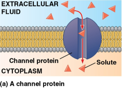 <p>Channel proteins</p>