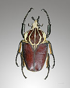 <p>one of the larger members of this genus. males: 2-4.3 in; females: 2.1-3.1 in. widespread from western to eastern equatorial Africa (mostly in the forests and sub-eq. savannah)</p>