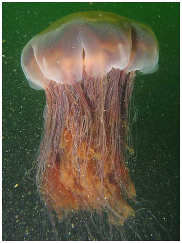 <p>Lion&apos;s Mane Jellyfish</p>