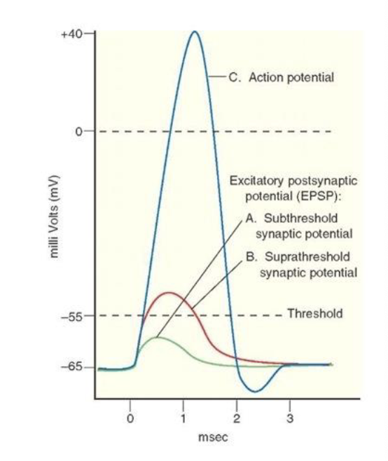 <ul><li><p>subthreshold EPSP</p></li><li><p>suprathreshold EPSP</p></li></ul><p></p>