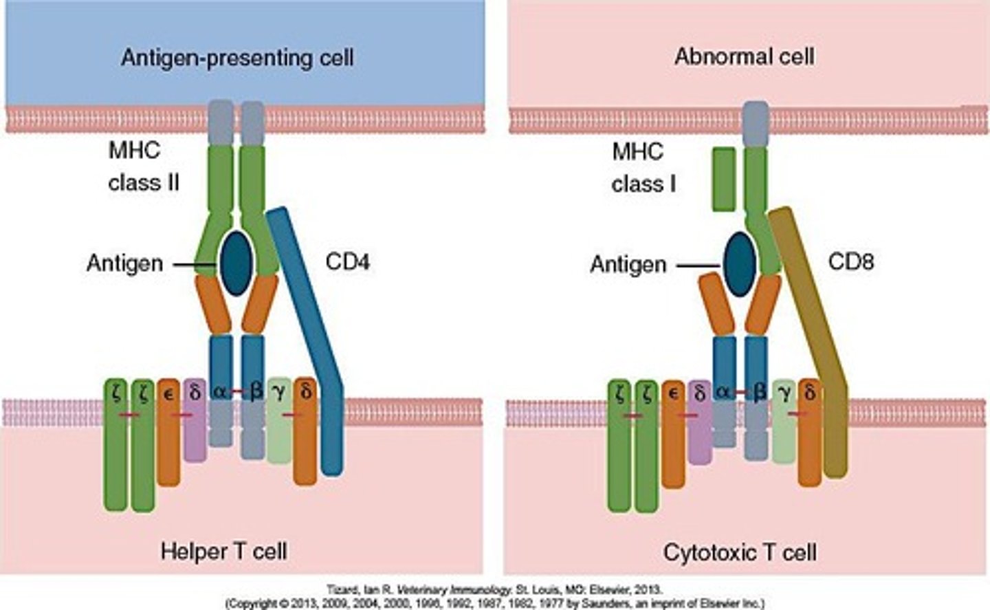 <p>T helper cells (CD4+) recognize antigens on MHC II, while cytotoxic T cells (CD8+) recognize antigens on MHC I.</p>