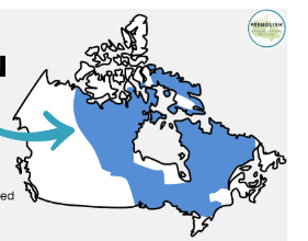 <p>Canadian Shield</p>