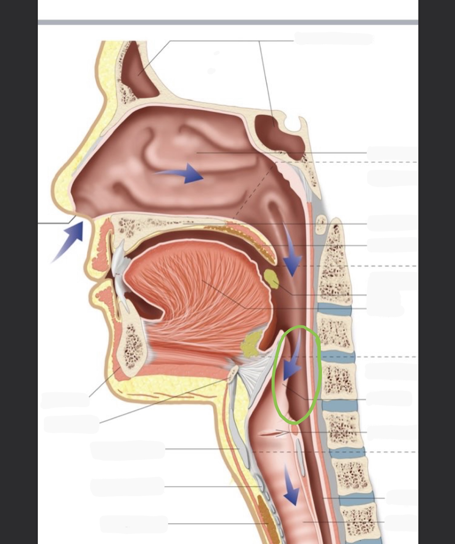 knowt flashcard image