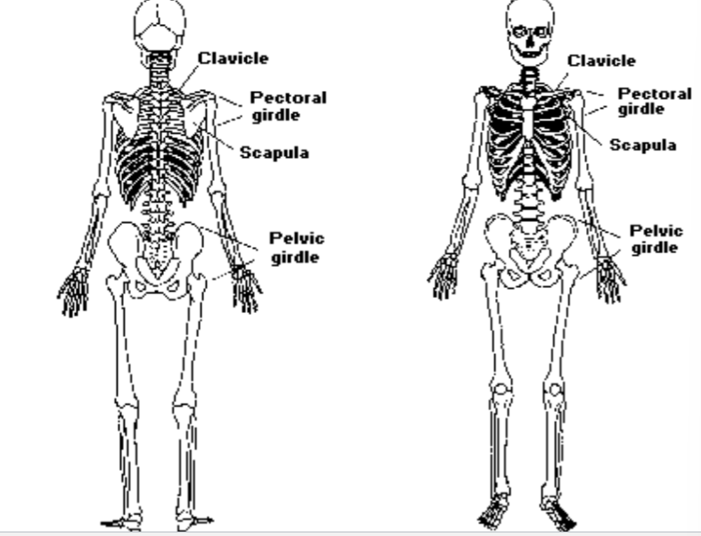 The Framework of the Respiratory System consists of the clavicle, pectoral girdle, scapula, and pelvic girdle