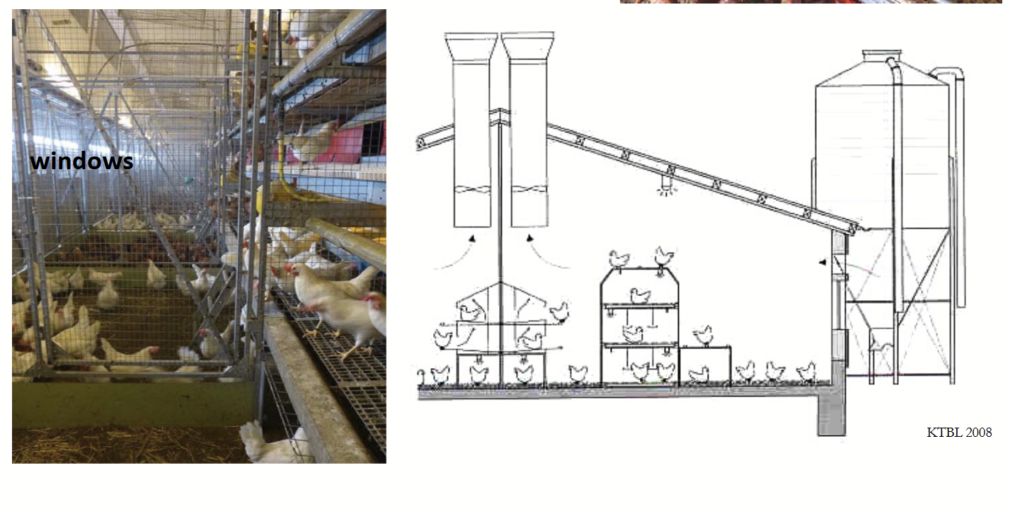 <p>“Free-run” housing system with multiple levels for hens (perches). Puts birds at greater risk for keel bone fractures but provides more space for movement and expressing species-specific behaviours.</p><ul><li><p>Integrated or non-integrated nest boxes.</p></li><li><p>Several levels of perforated floors with manure belts directly below them.</p></li><li><p>Feeders and drinkers are distributed in such a way that all hens have equal access.</p></li><li><p>Lots of natural light (windows), so similar to outdoors - adds to “natural” feeling.</p></li></ul><p></p>