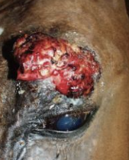 <p>Which type of sarcoid is shown?</p>