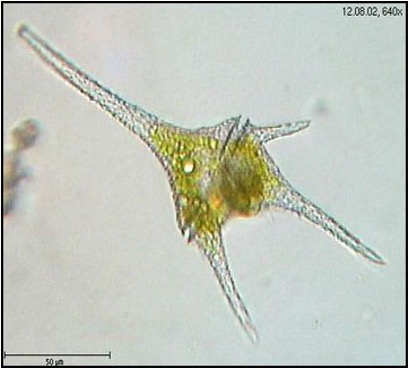 <p>When together they produce a toxin that kill the sea animals called the _________</p>