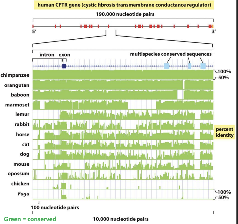 <p>What does this cross-species comparison of a gene sequence tell us about the accumulation of genetic change?</p>