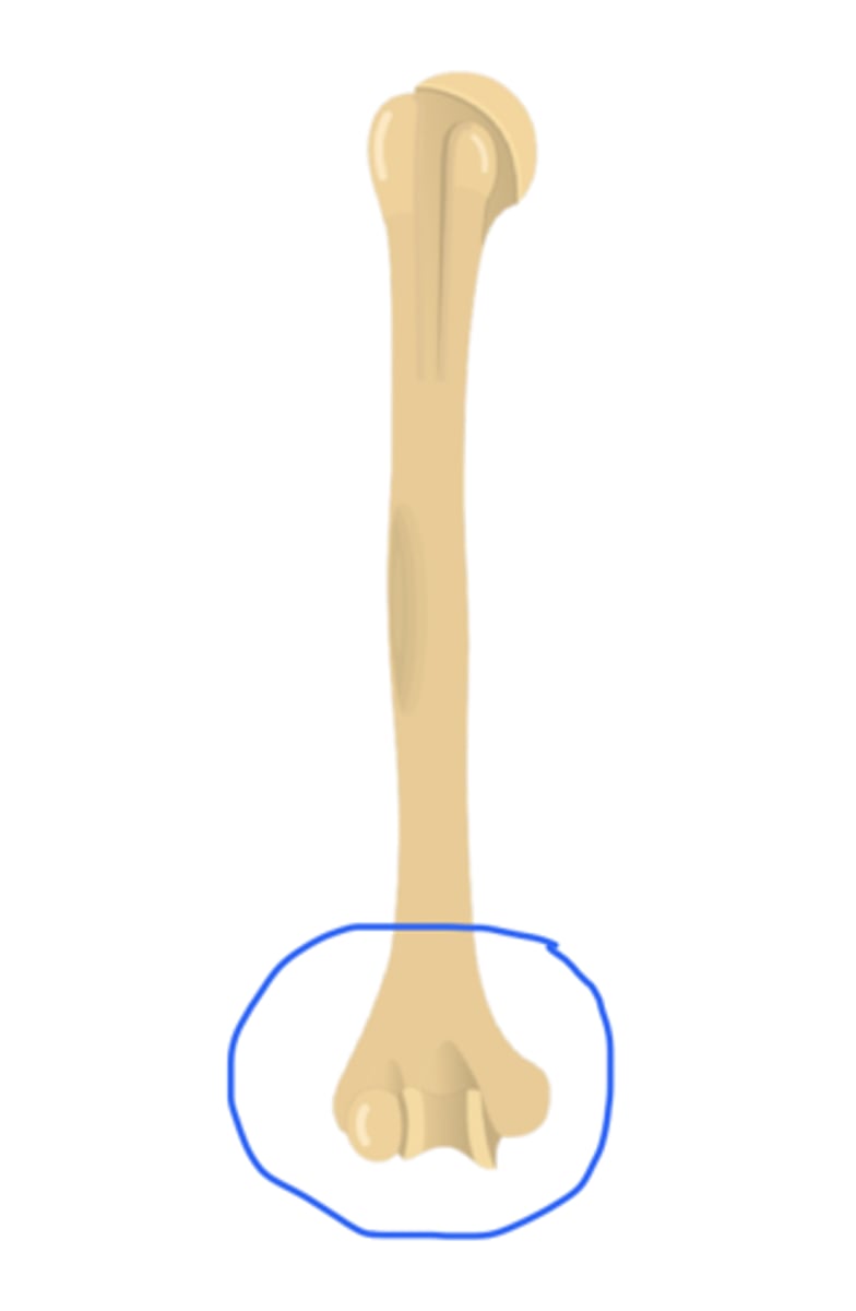 <p>distal end of humerus that includes the trochlea, capitulum, olecranon, coronoid and radial fossa</p>