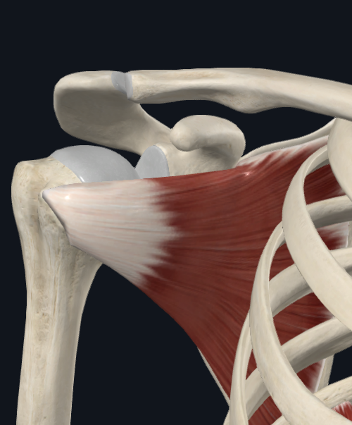 <p>What muscle is this (specific)</p>