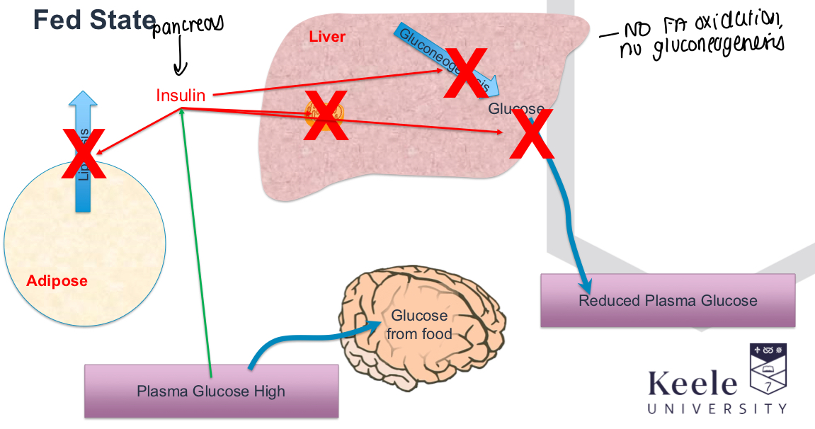 <p>No lipolysis occurs, insulin from pancreas switches off Gluconeogenesis etc and reduces plasma glucose levels </p>