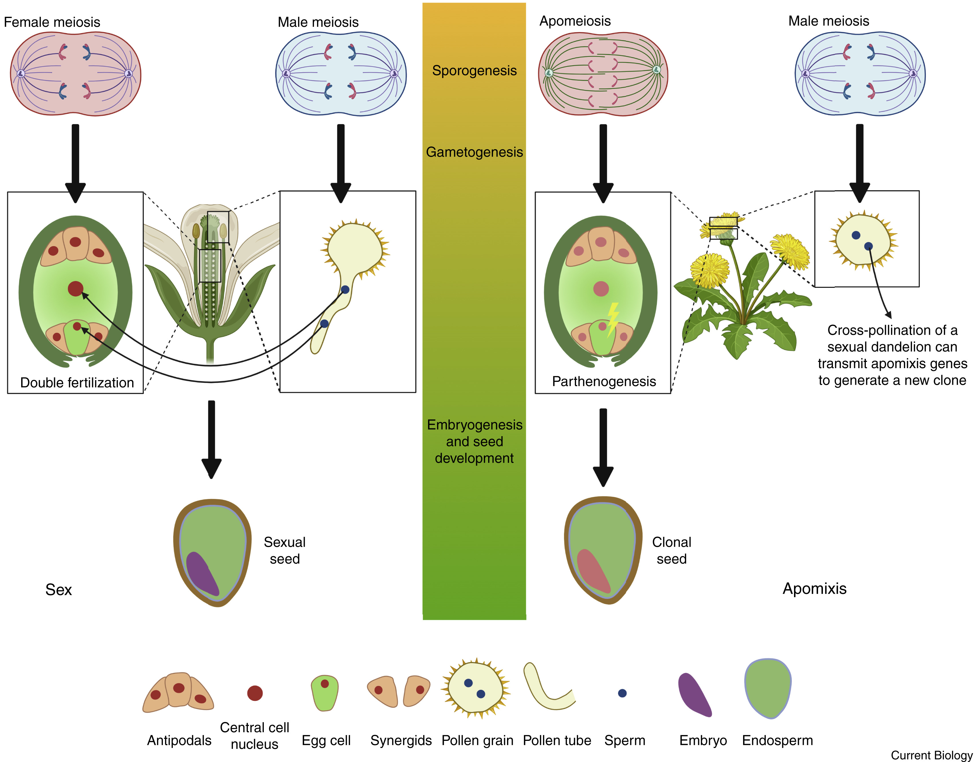 <p>a form of asexual reproduction in plants where seeds are produced without fertilization. </p>