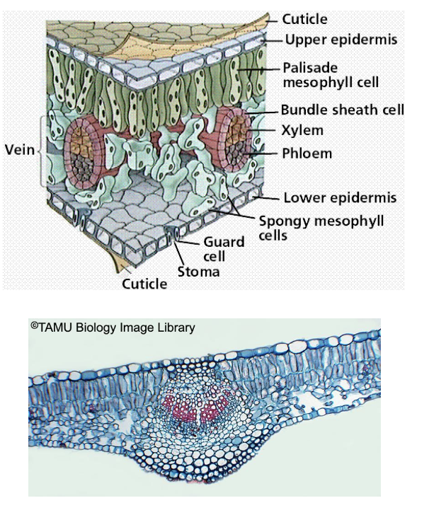 The xylem and phloem are arranged in a **vein**. The veins are surrounded by a bundle sheath and ground tissue 

* The veins go in any direction, called a **netted pattern**