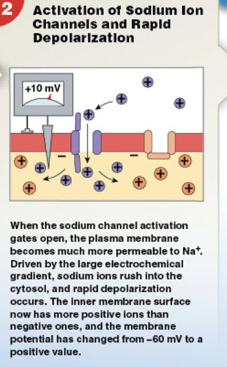 <p>Sodium ions rush into the sarcoplasm</p>