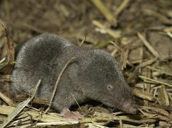 <p>Elliot’s short-tailed shrew</p>