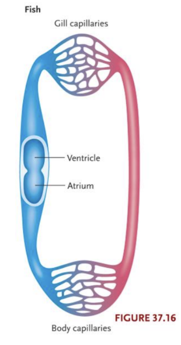 <p>1) 2 chambers</p><ul><li><p>Atrium: Thin-walled, receives O<sub>2</sub>-poor blood from systemic circulation</p></li><li><p>Ventricle: Thick-walled, muscular, sends O<sub>2</sub>-poor blood through aorta to gills</p></li></ul><p>2) Circulatory system forms single loop (single circuit)</p><p>3) Low-pressure (effects of gravity are negligible)</p><p></p>