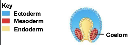 <p>The coelom (body cavity) forms within the middle tissue germ layer</p>