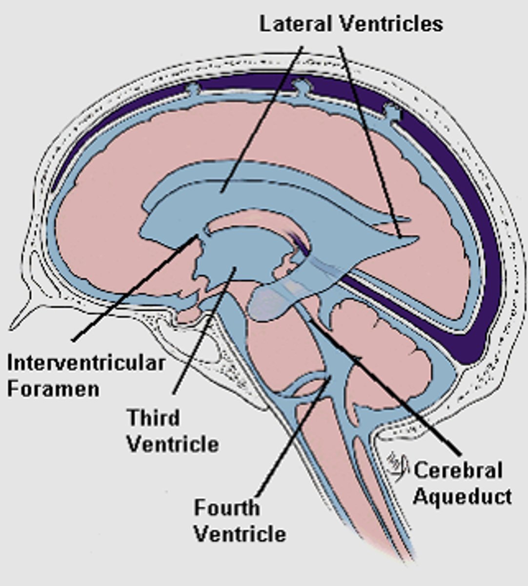 <p>Pathway for CSF to move from the lateral ventricles to the third ventricle.</p>
