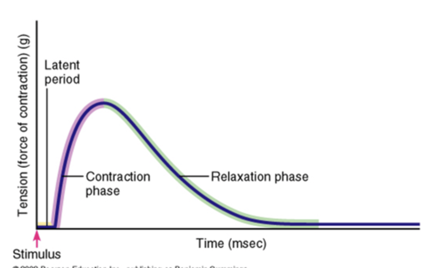 <p>1. latent period</p><p>2. contraction period</p><p>3. relaxation period</p>