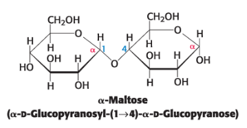 <p><span style="color: #000000">disaccharide resulting from the hydrolysis of large oligosaccharides that consists of two linked glucose molecules</span></p><ul><li><p><span style="color: #000000">joined by an α-1,4-glycosidic linkage</span></p></li><li><p><span style="color: #000000">can be hydrolyzed to glucose by maltase (α-glucosidase)</span></p></li></ul><p><span style="color: #000000"><br></span></p>