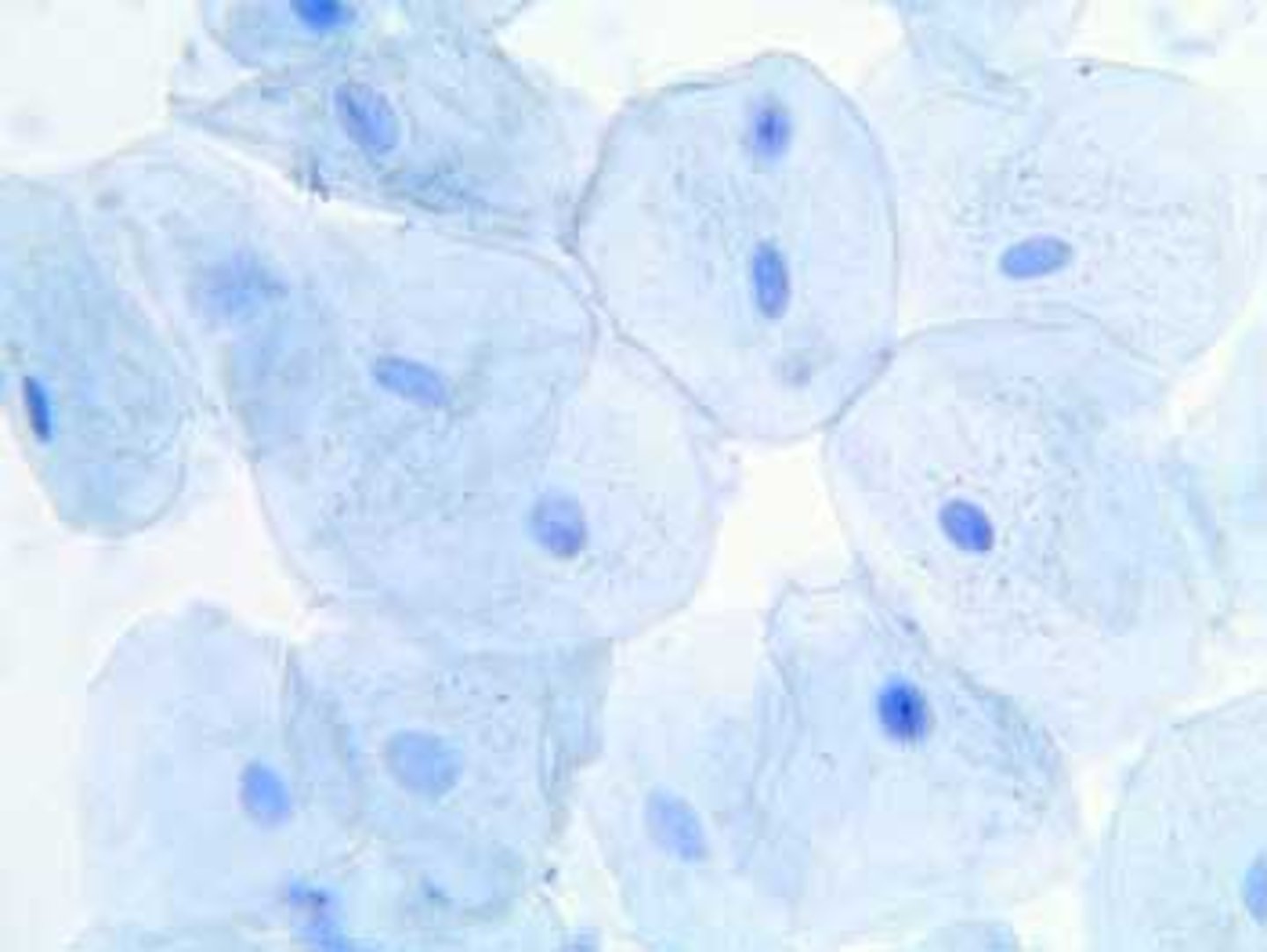 <p>An easily obtainable source of animal cells</p>