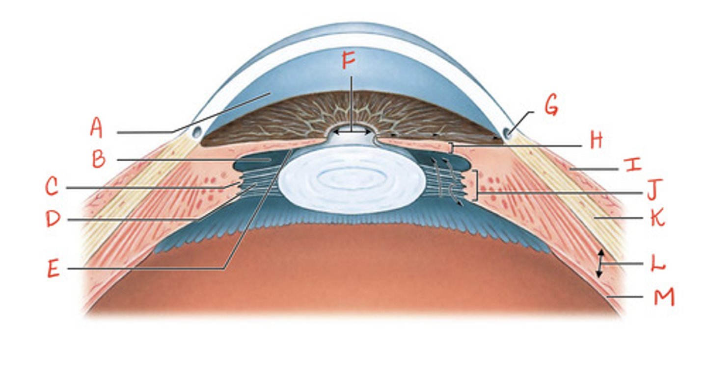 <p>What is the structure indicated by J?</p>