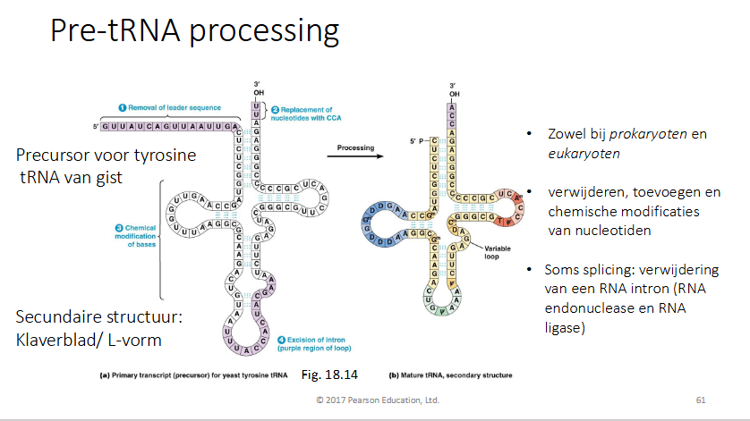 <p>Bij eu en prokarya</p><ul><li><p>Leidersequentie wordt verwijderd aan 5’ kant</p></li><li><p>nucleotiden aan 3’ verwijderen en CCA toevoegen</p></li><li><p>Chelmische modificatie van de basen:</p><ul><li><p>methyleringen van basen (bv methylcytosine)</p></li><li><p>methyleringen van ribose</p></li><li><p>dealinering van A geeft iosine (I) → reactie gekatalyseerd door adenosine deaminase</p></li></ul></li><li><p>soms gebeurt er splicing: verwijderen van een RNA intron (door RNA endonuclease en dan ligase)</p></li></ul><p></p>