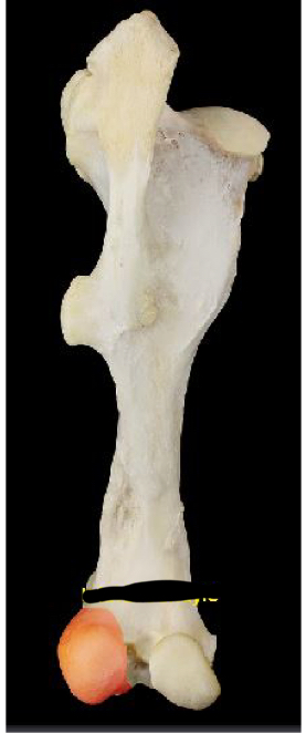 term image