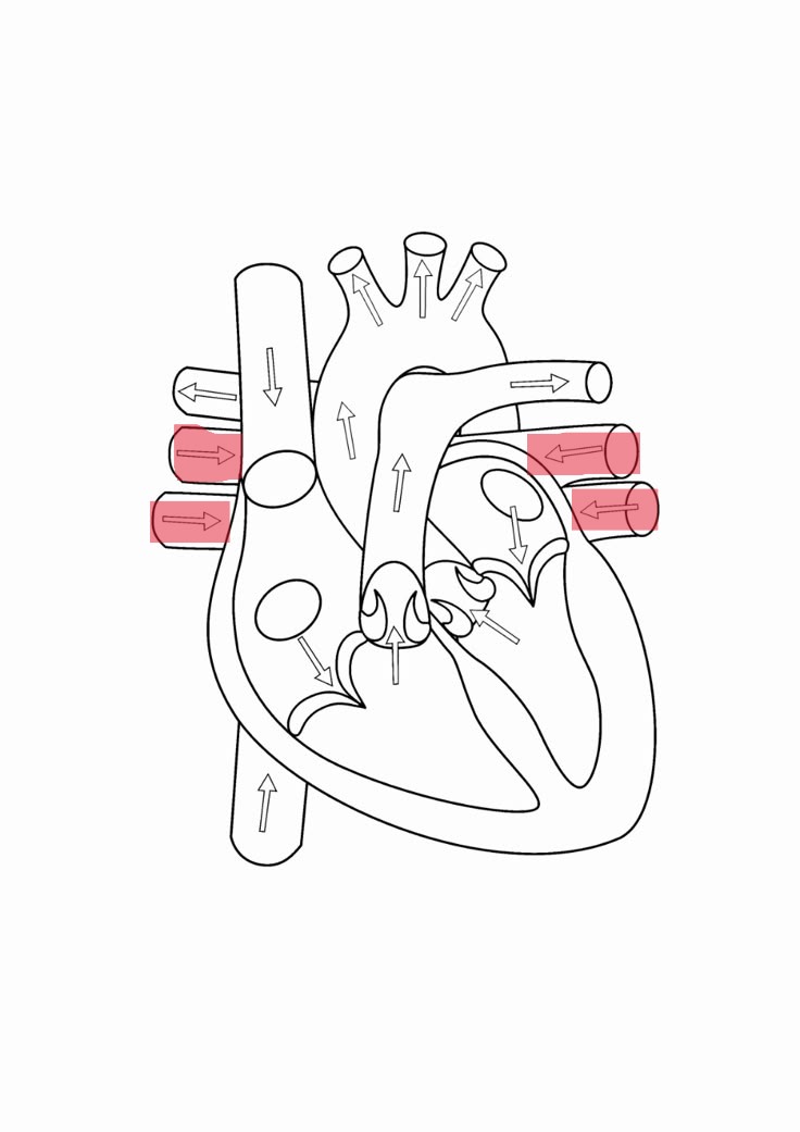 <p>transports oxygenated blood to left atrium</p>