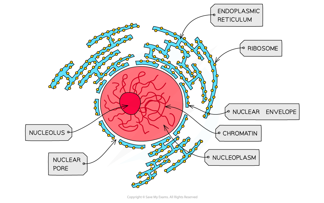 <p>What surrounds the nucleus and separates it from the cytoplasm?</p>